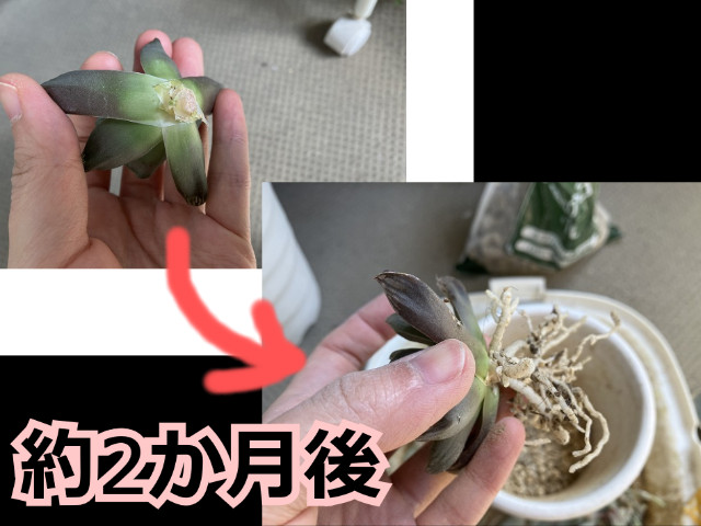 ハオルチアの根出し