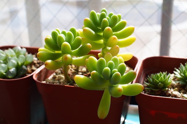 オトメゴコロ(多肉植物)