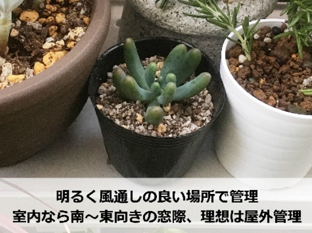 セダムの挿し芽