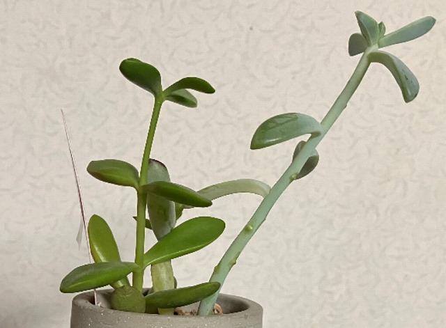 茎が伸びすぎてひょろひょろの多肉植物