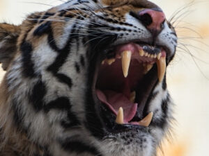 虎の牙