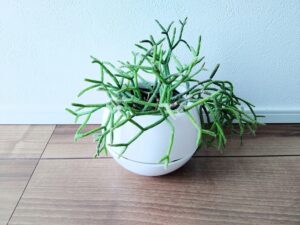 白い鉢に植えたリプサリス