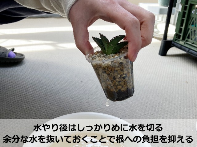 アガベの水やり