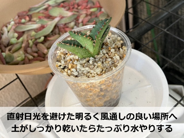 植え替え後のアガベチタノタ子株(白鯨)