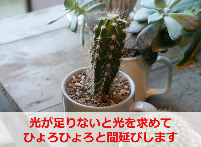 ひょろ長く伸びたサボテン