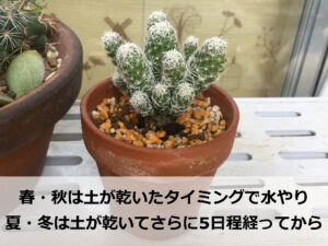 素焼き鉢に植えたサボテン(ギンテマリ)