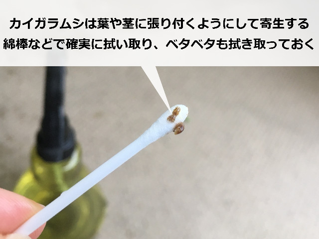 綿棒で拭き取ったカイガラムシ
