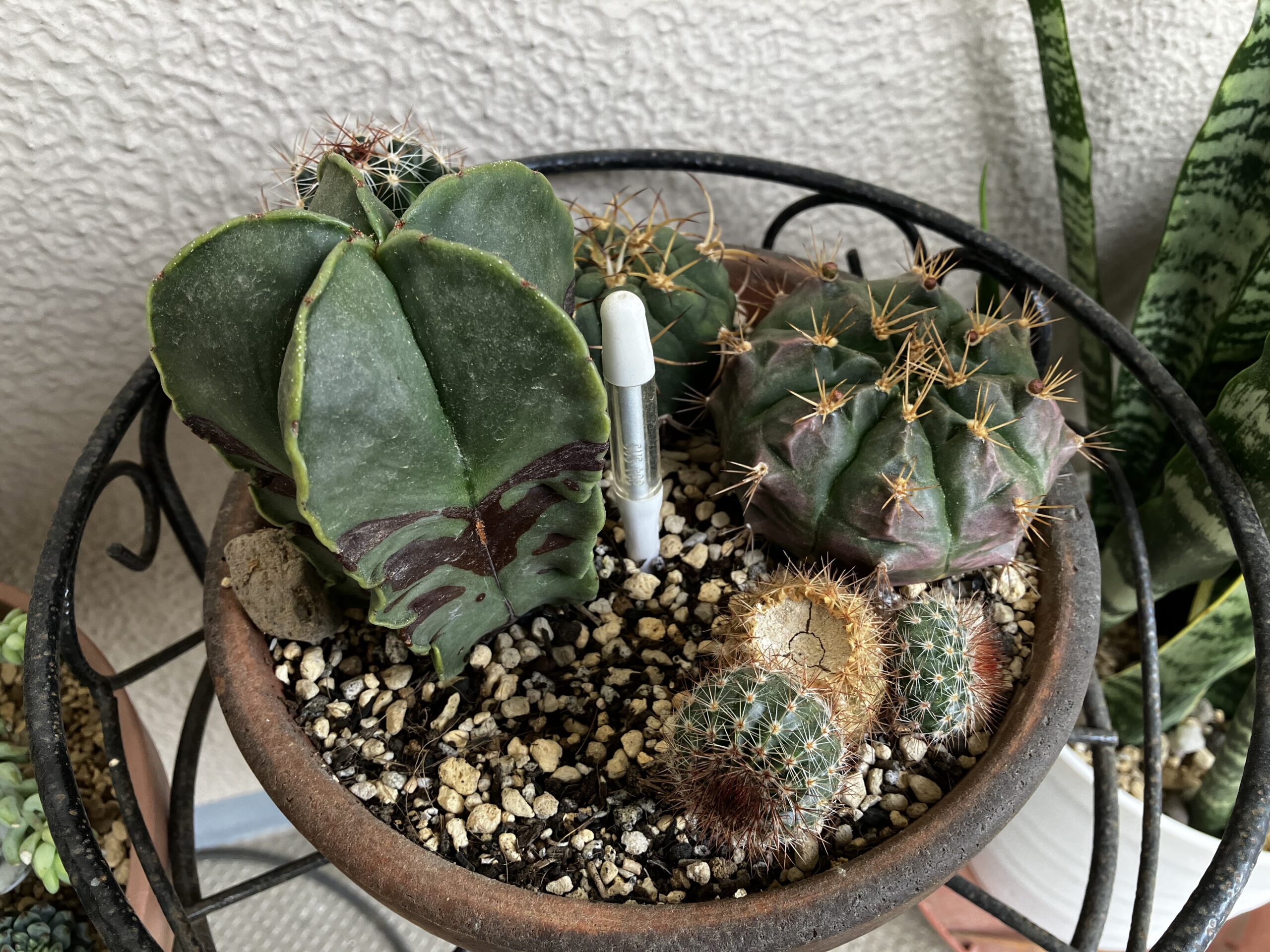 胴切りから約一年後のサボテン