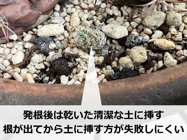 サボテンの植え付け
