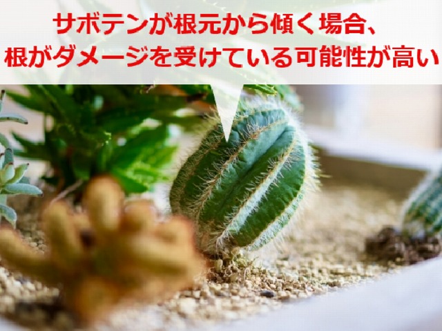 サボテンがへこむ原因は？水を与えても膨らまない時の対処法 ハオルチアのずかん