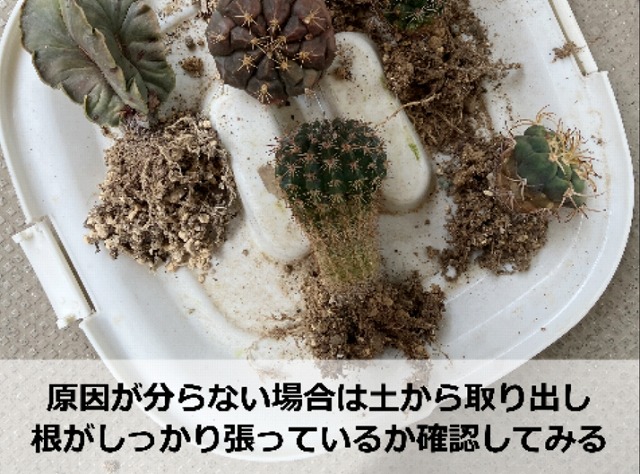 サボテンの根っこ