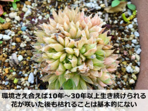 寿命の長い多肉植物「ハオルチア」