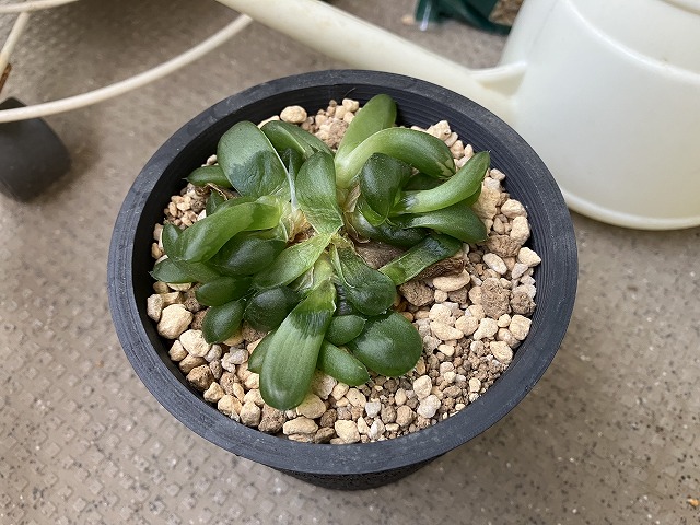 高温による蒸れでジュレたハオルチア