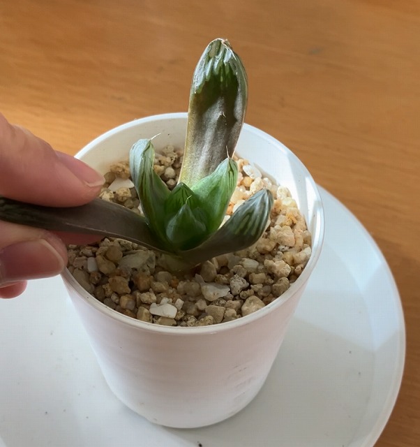 胴切りしたハオルチアの茎を土に挿す