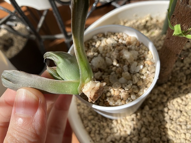 胴切りしたハオルチアの茎から発根