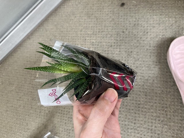 100均で見つけた十二の巻