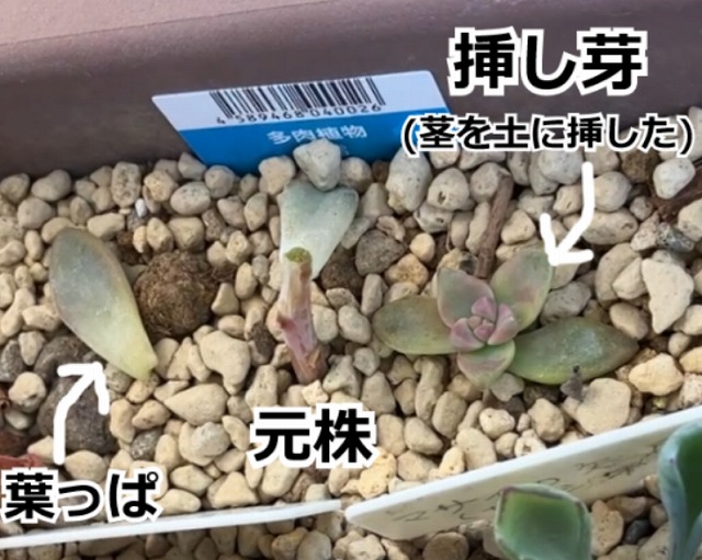 カット後、葉挿しと挿し芽にしたダイソー多肉