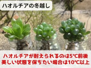 ハオルチアの冬越し方法