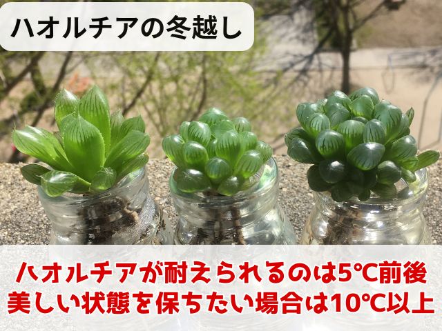 ハオルチアの冬越し方法
