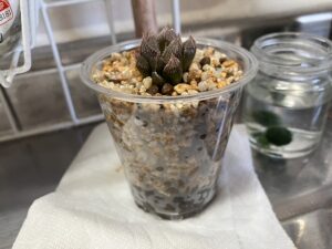 植え替え直後のハオルチア「ミラーボール」