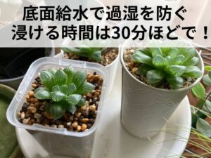 ハオルチアの底面給水