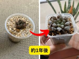1年で大きくなったハオルチア