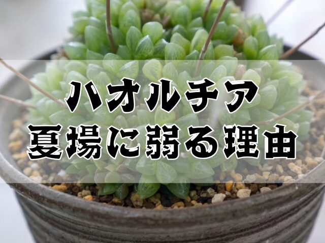 ハオルチアが夏場に弱る理由