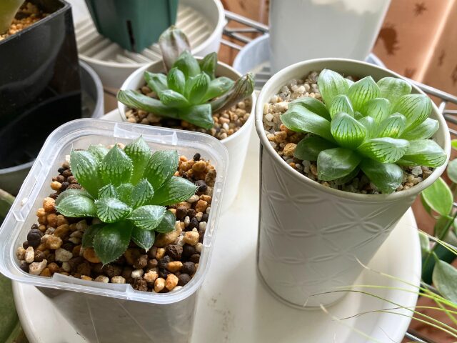南向き窓際に置いたハオルチア