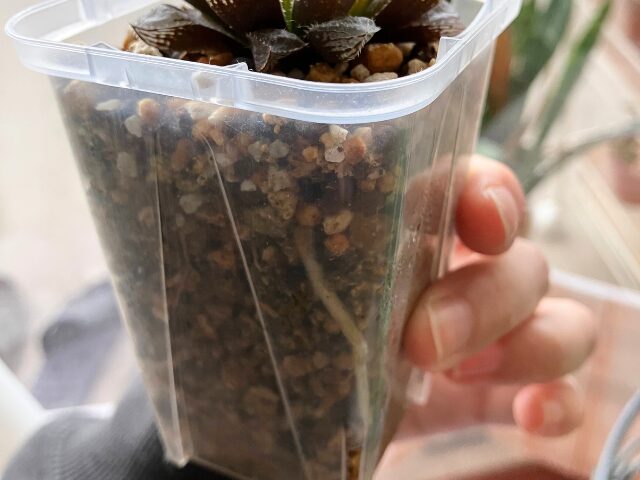 透明スリット鉢に植えたハオルチアの根っこ