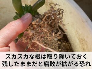 根がスカスカなハオルチア