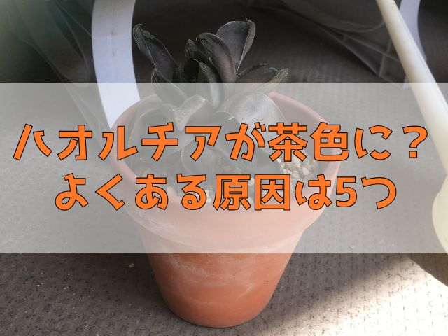 茶色っぽく変色したハオルチア