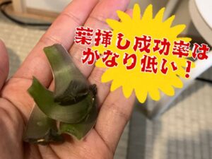 根が出ないハオルチアの葉挿し