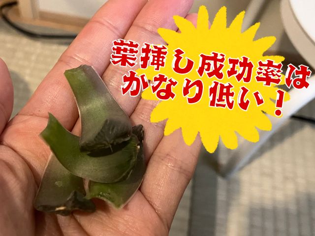 根が出ないハオルチアの葉挿し