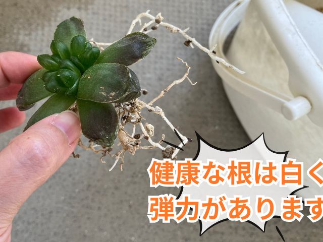 ハオルチアの根っこ(健康)