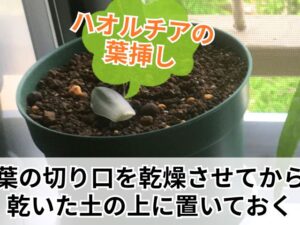 ハオルチアの葉挿し方法