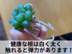 ハオルチアの根っこ
