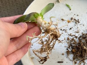根腐れしたハオルチアの根の処理