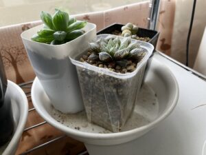透明スリット鉢