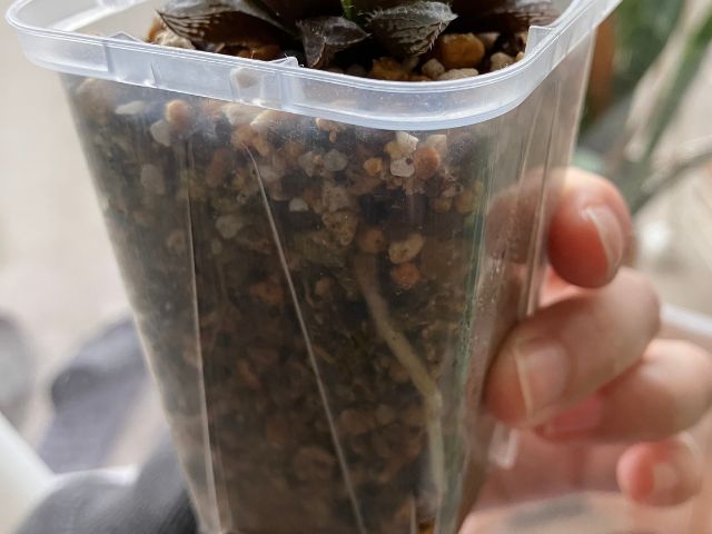 ハオルチアの根っこ