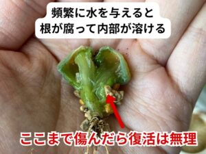 ぶよぶよに腐敗したリトープス