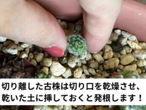 切り離した子株の植え付け方法