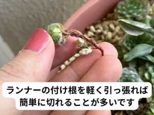 親株と子株の切り離し方