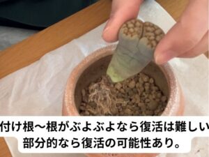 ぶよぶよリトープスが復活できるかどうかの見分け方