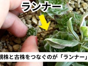 センペルビウムのランナー