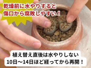 リトープス植え替え後の水やり方法