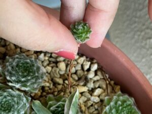 親株から外した子株