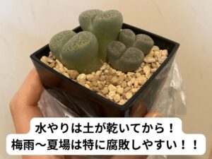 リトープスの水やり頻度