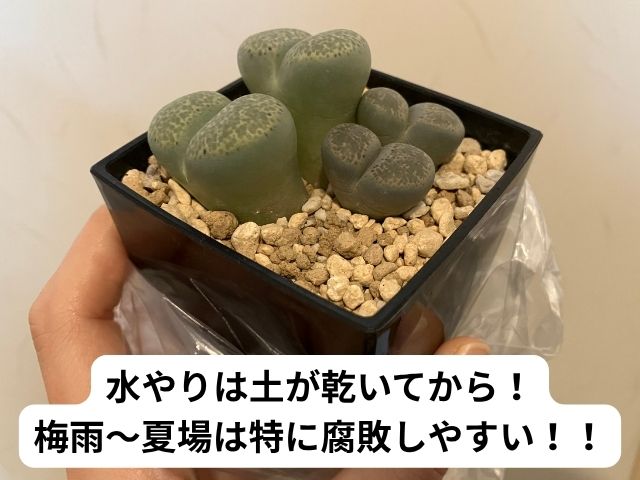 リトープスの水やり頻度