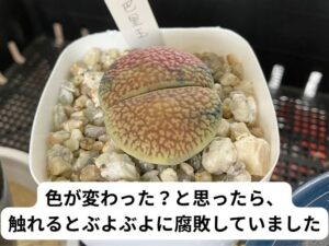 色が変わってぶよぶよになったリトープス