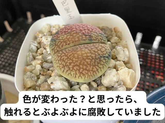 色が変わってぶよぶよになったリトープス